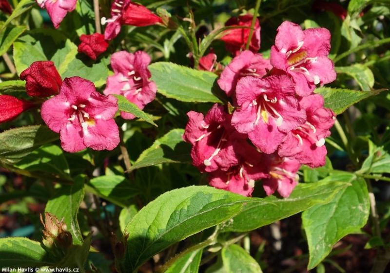 Weigela florida 'French Lace' - vajgélie