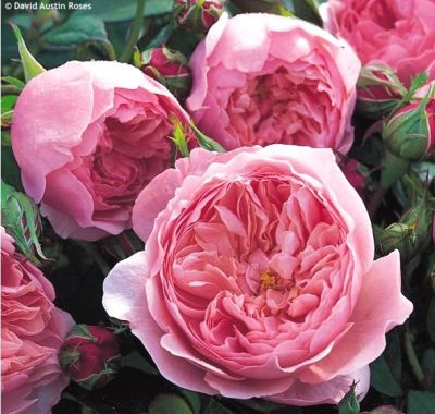 Rosa 'The Alnwick Rose' - růže keřová