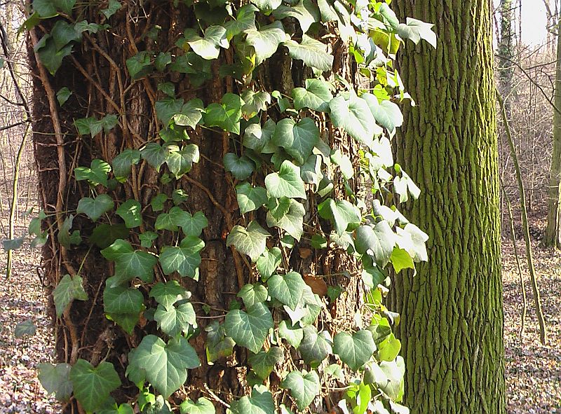 Hedera helix - brečtan popínavý