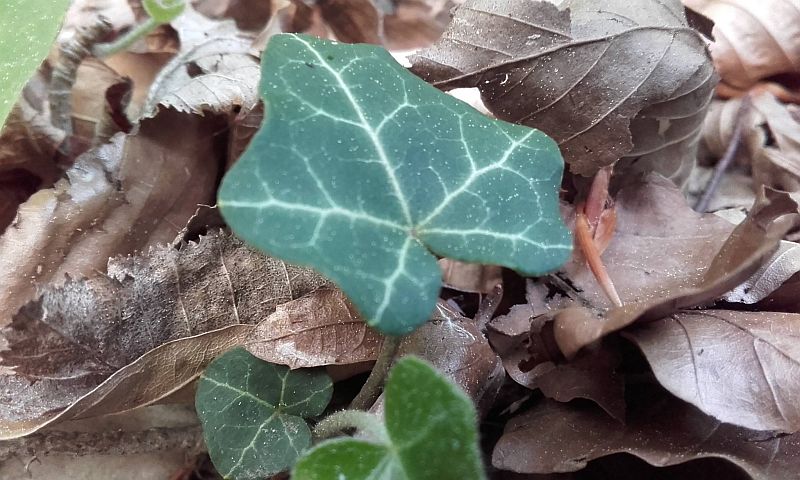 Hedera helix - brečtan popínavý