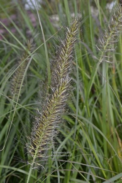 Pennisetum alopecuroides 'Cassian' - dochan psárkovitý, vousatec
