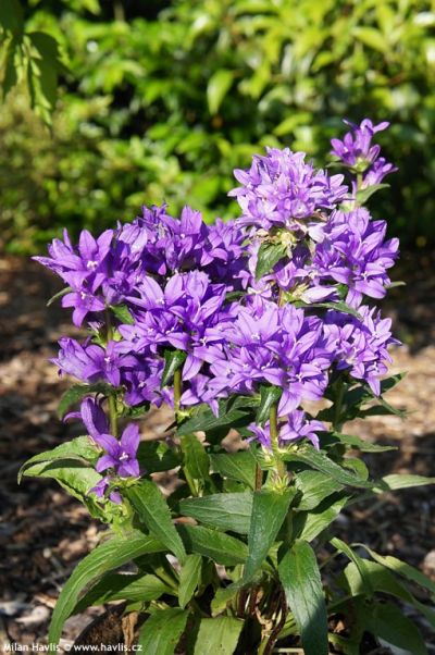 Campanula glomerata 'Superba' - zvonek klubkatý