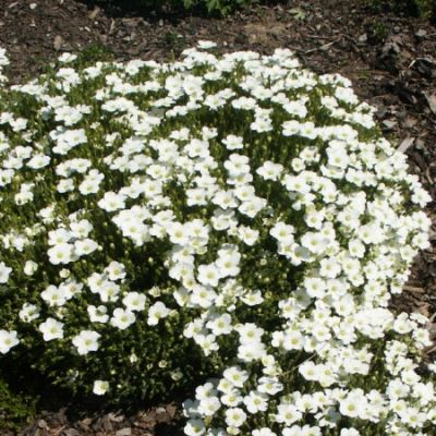 Arenaria montana - písečnice horská