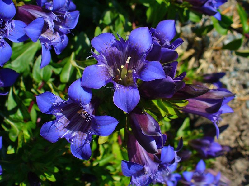 Gentiana septemfida var. lagodechiana - hořec sedmiklaný