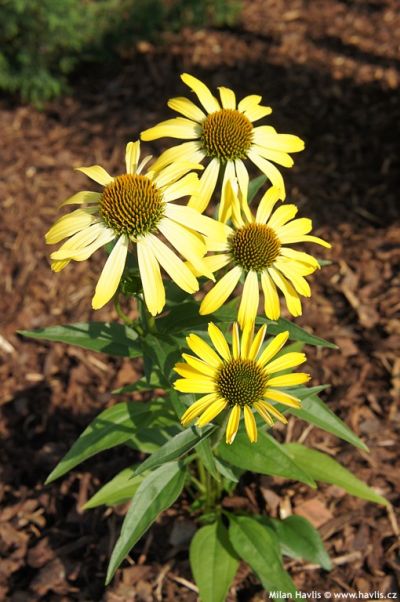 Echinacea 'Cleopatra' - třapatka