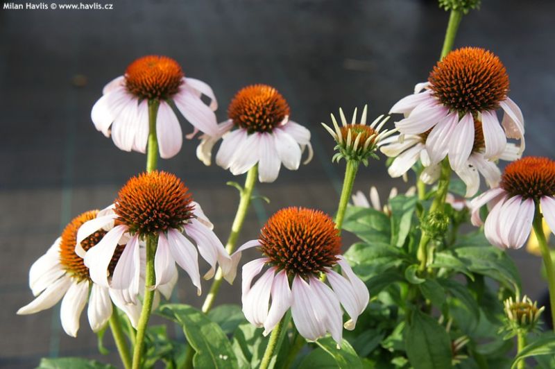 Echinacea 'Rosita' - třapatka Echinacea 'Rosita' - třapatka