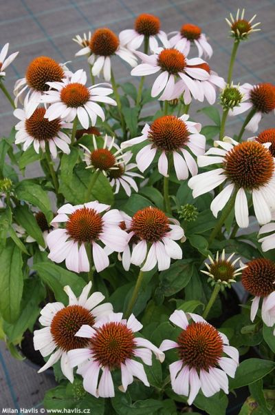 Echinacea 'Rosita' - třapatka Echinacea 'Rosita' - třapatka