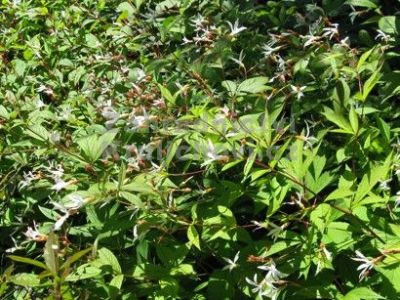 Gillenia trifoliata - trubučka trojlistá