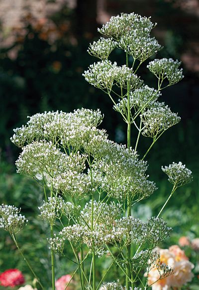 Valeriana officinalis - kozlík lékařský (KNIŽNÍKLUB)