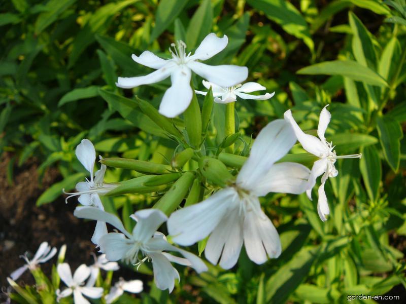 Saponaria officinalis L. (Soapwort) Saponaria officinalis L. (Soapwort)