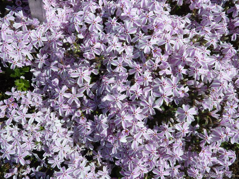 Phlox subulata L. (Moss Phlox) Phlox subulata L. (Moss Phlox)