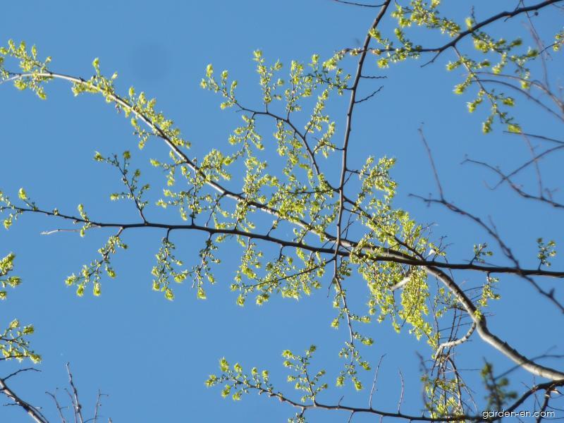 Celtis occidentalis L. (common hackberry) Celtis occidentalis L. (common hackberry)