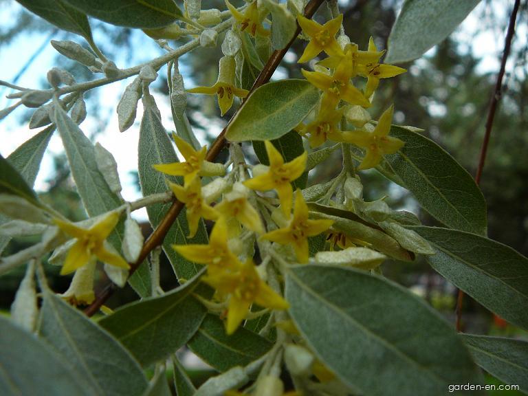 Elaeagnus angustifolia L. (Russian olive) Elaeagnus angustifolia L. (Russian olive)