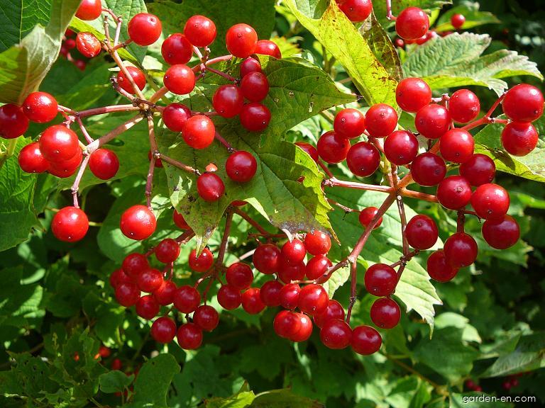 Viburnum opulus L. (European cranberrybush) Viburnum opulus L. (European cranberrybush)