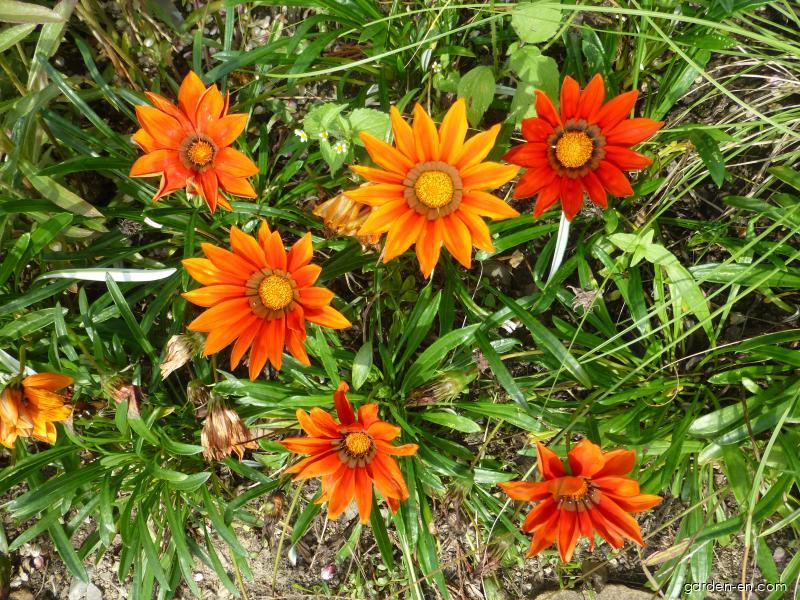 Gazania rigens L. (Treasureflower) Gazania rigens L. (Treasureflower)