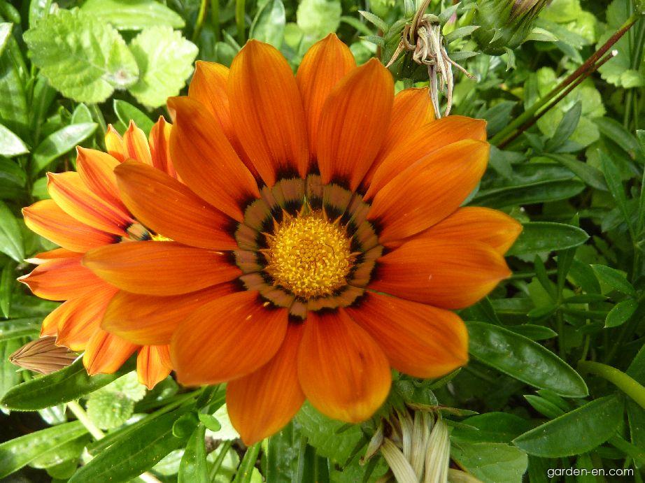 Gazania rigens L. (Treasureflower) Gazania rigens L. (Treasureflower)