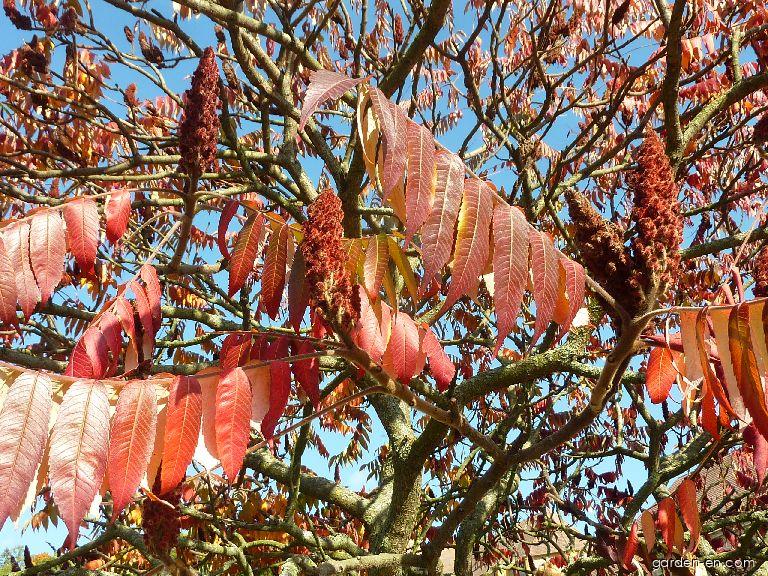 Rhus typhina L. (staghorn sumac) Rhus typhina L. (staghorn sumac)