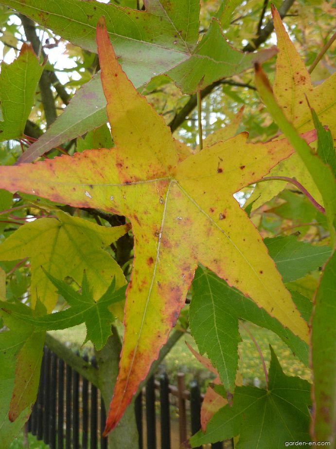 Liquidambar styraciflua L. (American Sweetgum) Liquidambar styraciflua L. (American Sweetgum)
