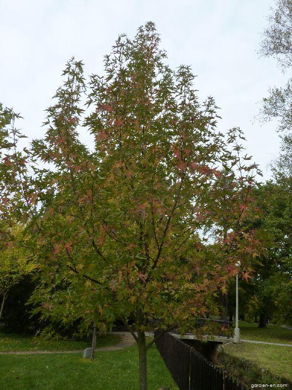 Liquidambar styraciflua L. (American Sweetgum) Liquidambar styraciflua L. (American Sweetgum)