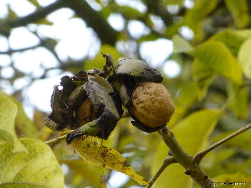 Juglans regia L. (Walnut) Juglans regia L. (Walnut)