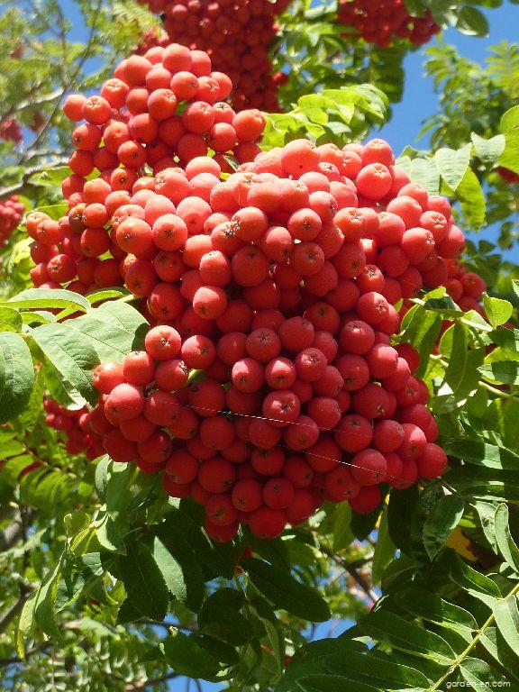 Sorbus aucuparia L. (European mountain ash) Sorbus aucuparia L. (European mountain ash)