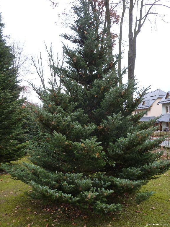 Abies koreana WILS. (Korean fir) Abies koreana WILS. (Korean fir)