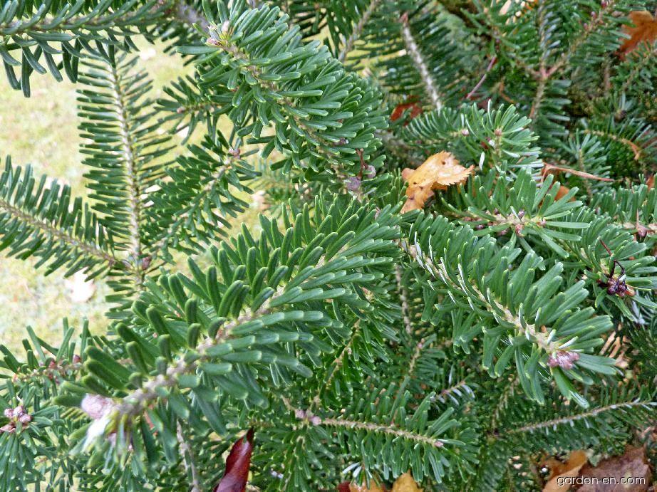 Abies koreana WILS. (Korean fir) Abies koreana WILS. (Korean fir)