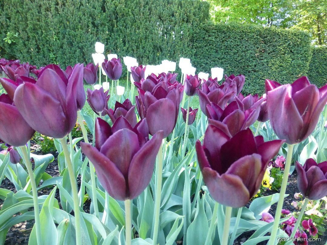 Tulipa Havran (Tulip) Tulipa Havran (Tulip)