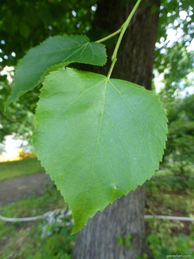 Tilia cordata Mill. (Small-leaved Lime) Tilia cordata Mill. (Small-leaved Lime)