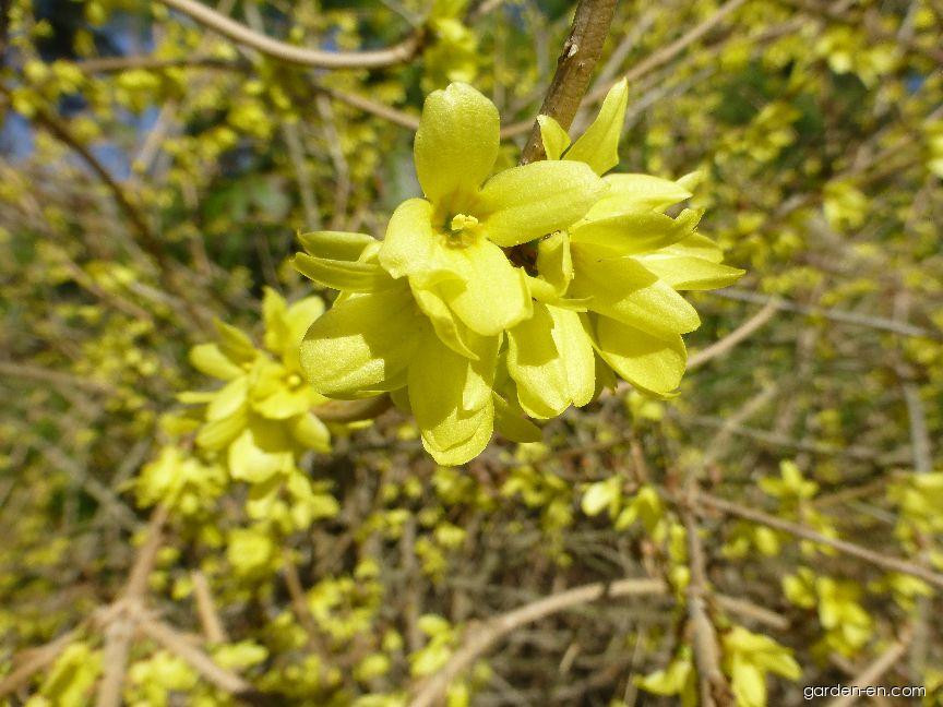 Forsythia japonica var. saxatilis (Forsythia japonica) Forsythia japonica var. saxatilis (Forsythia japonica)