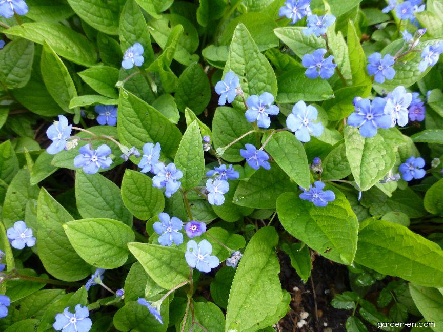 Omphalodes verna MOENCH (creeping navelwort) Omphalodes verna MOENCH (creeping navelwort)