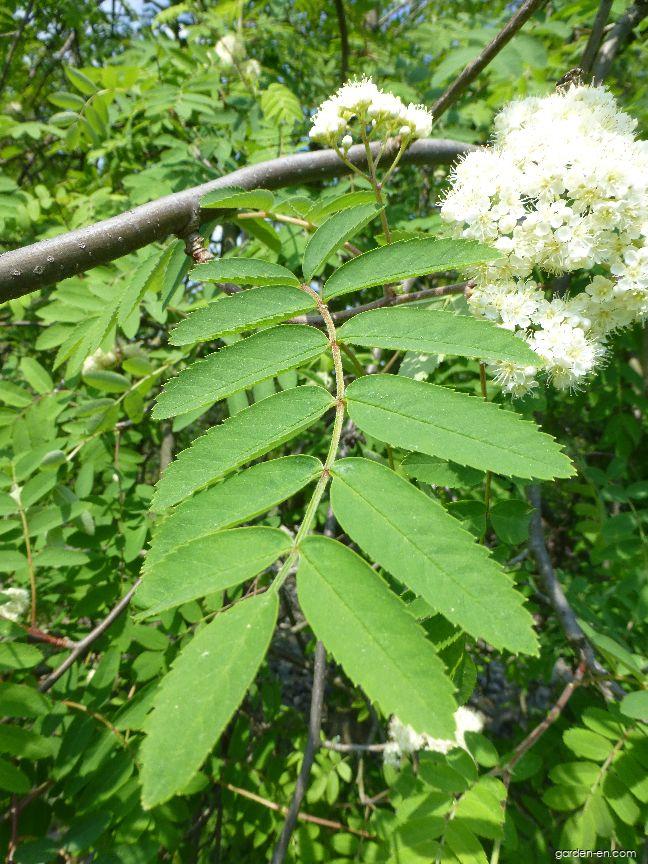 Sorbus aucuparia L. (European mountain ash) Sorbus aucuparia L. (European mountain ash)