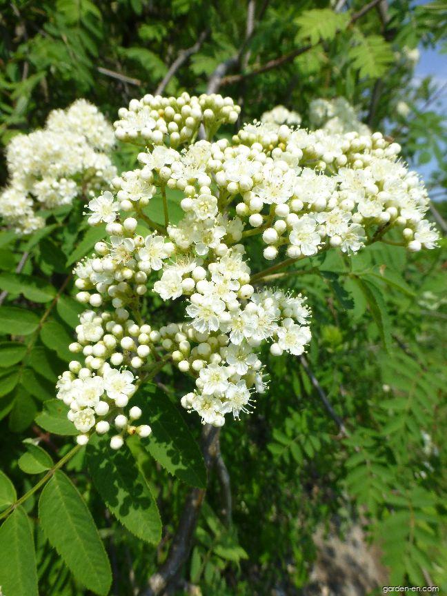 Sorbus aucuparia L. (European mountain ash) Sorbus aucuparia L. (European mountain ash)