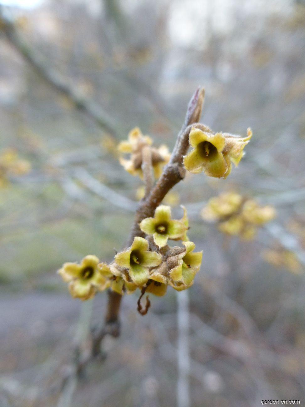 Hamamelis virginiana (American Witch-hazel) Hamamelis virginiana (American Witch-hazel)