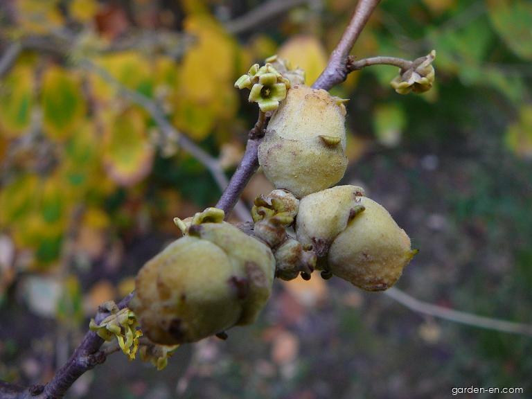 Hamamelis virginiana (American Witch-hazel) Hamamelis virginiana (American Witch-hazel)