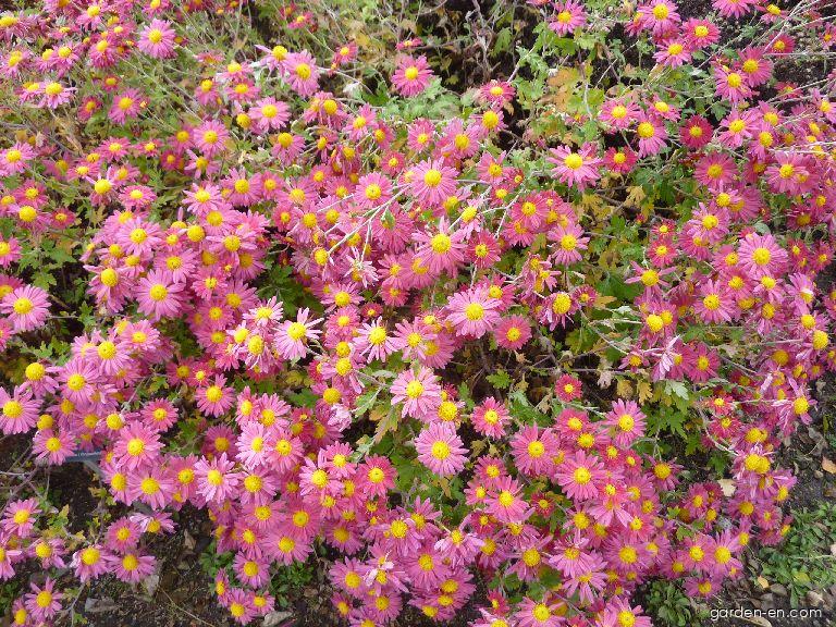 Chrysanthemum x morifolium Mei-kyo (Chrysanthemum) Chrysanthemum x morifolium Mei-kyo (Chrysanthemum)