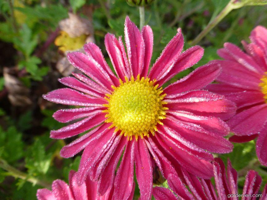 Chrysanthemum x morifolium Mei-kyo (Chrysanthemum) Chrysanthemum x morifolium Mei-kyo (Chrysanthemum)