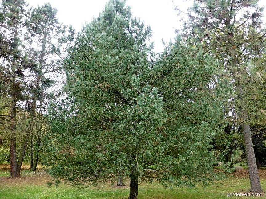 Pinus cembra L. (Swiss pine) Pinus cembra L. (Swiss pine)