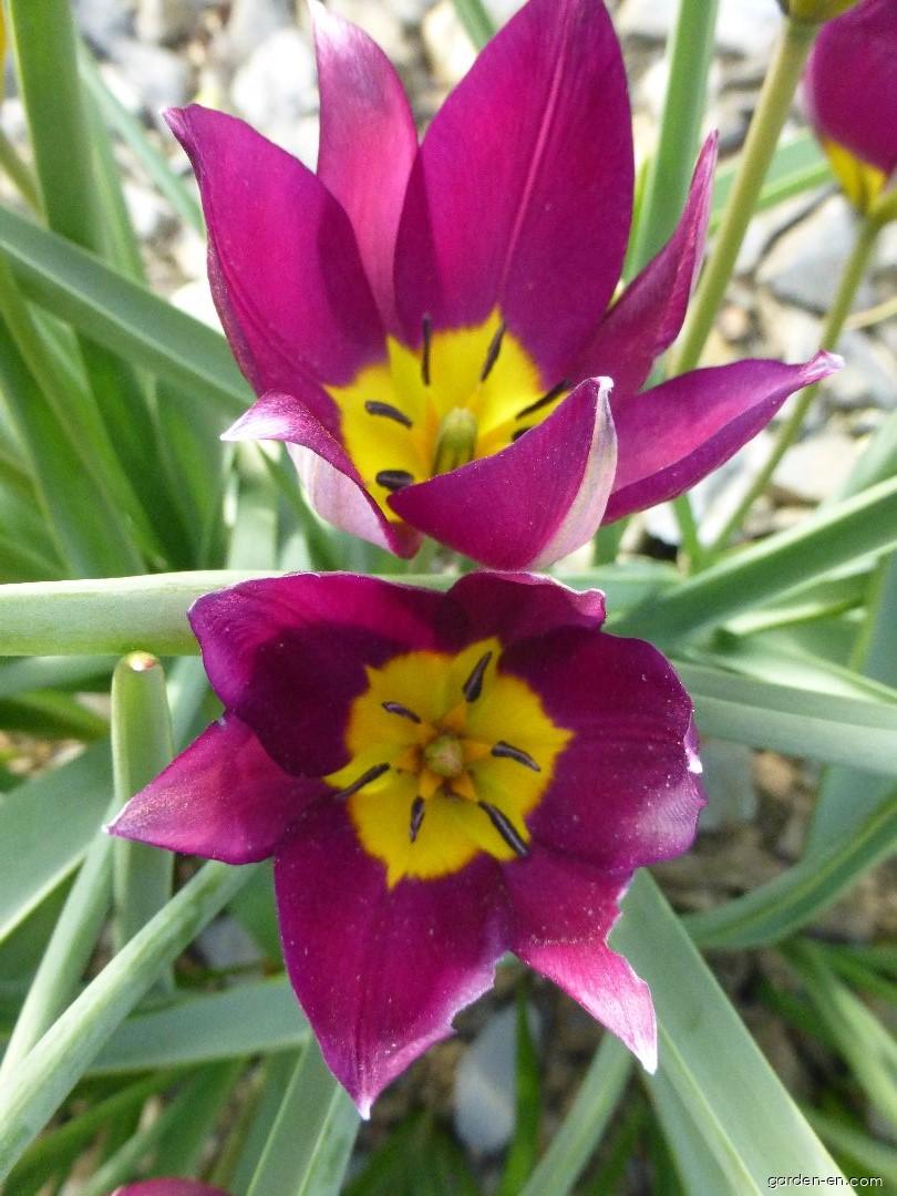 Tulipa humilis var. pulchella Persian Pearl (Tulip) Tulipa humilis var. pulchella Persian Pearl (Tulip)