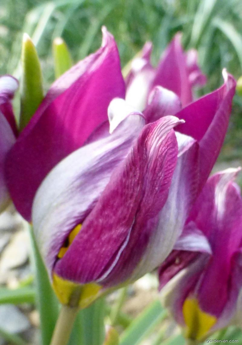 Tulipa humilis var. pulchella Persian Pearl (Tulip) Tulipa humilis var. pulchella Persian Pearl (Tulip)