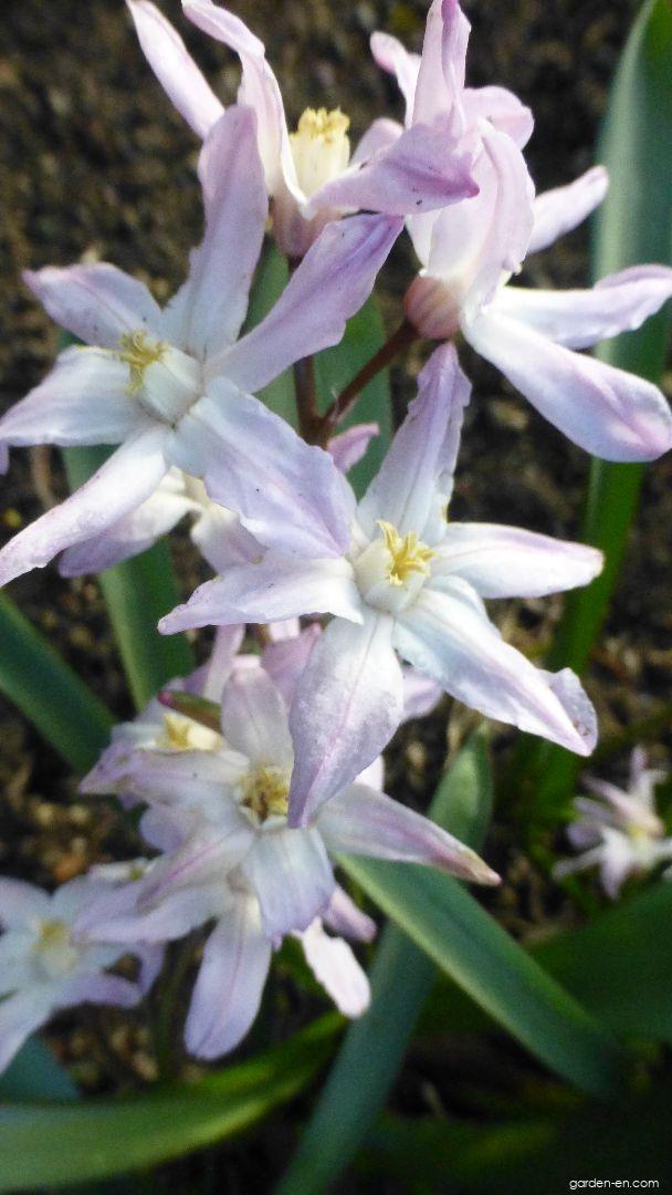 Scilla luciliae Pink Giant (Boissier s Glory-of-the-snow) Scilla luciliae Pink Giant (Boissier s Glory-of-the-snow)
