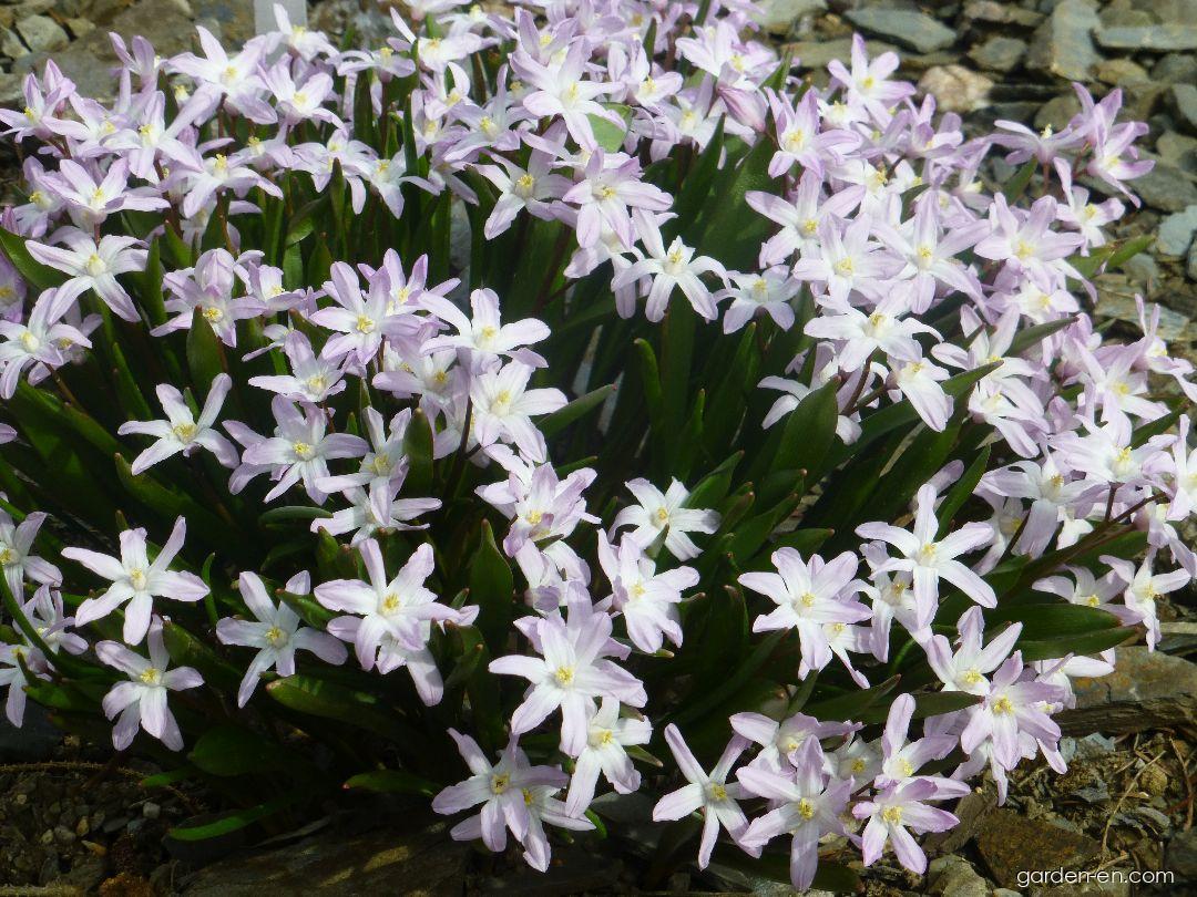 Scilla luciliae Pink Giant (Boissier s Glory-of-the-snow) Scilla luciliae Pink Giant (Boissier s Glory-of-the-snow)