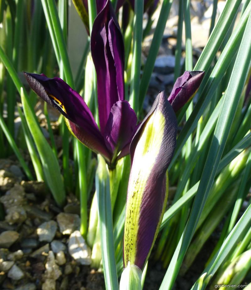 Iris reticulata J.S.Dijt (Netted Iris) Iris reticulata J.S.Dijt (Netted Iris)