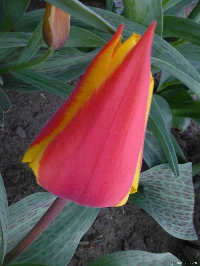 Tulipa greigii German Flag (Greigii Tulip) Tulipa greigii German Flag (Greigii Tulip)