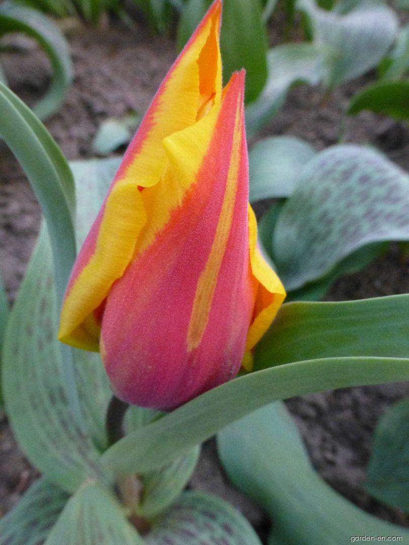 Tulipa greigii German Flag (Greigii Tulip) Tulipa greigii German Flag (Greigii Tulip)