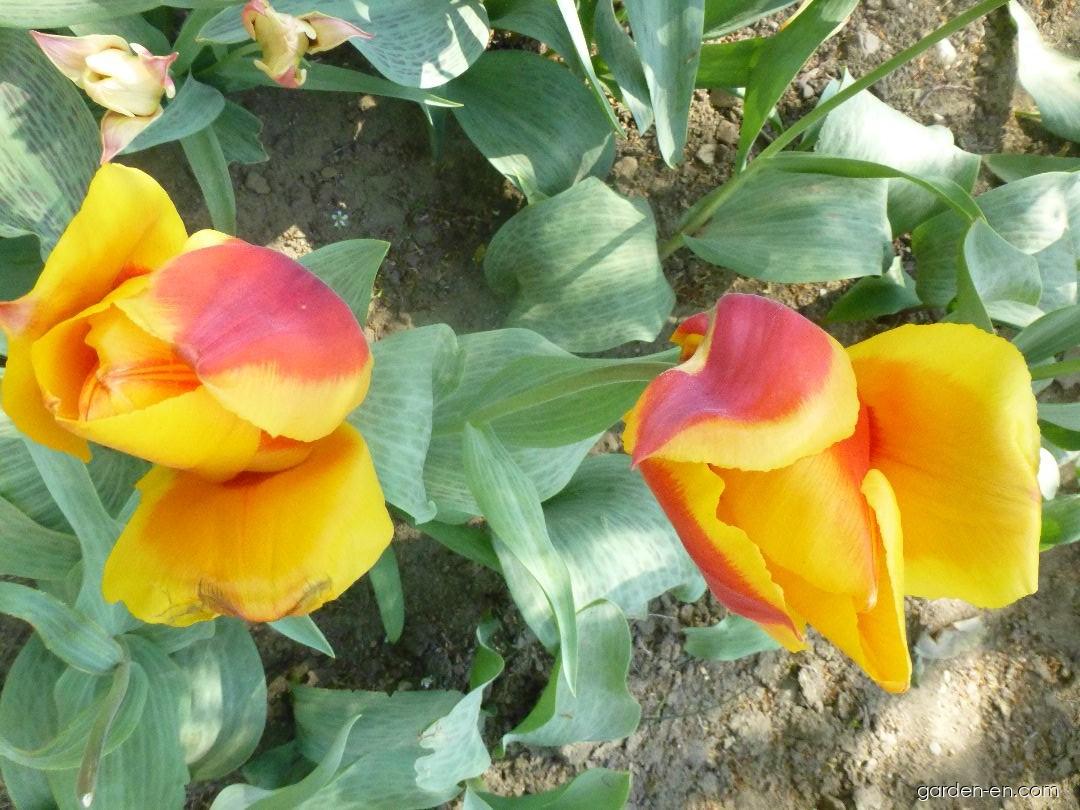 Tulipa greigii German Flag (Greigii Tulip) Tulipa greigii German Flag (Greigii Tulip)