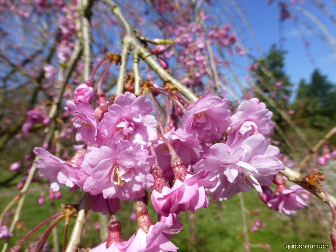 Вишня железистая розеа плена описание и фото