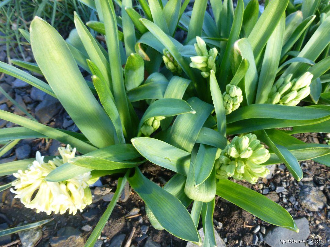 Hyacinthus orientalis City of Haarlem (Common Hyacinth) Hyacinthus orientalis City of Haarlem (Common Hyacinth)
