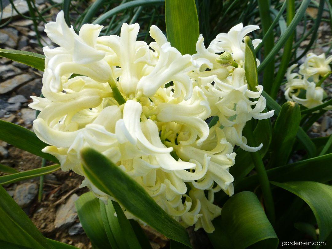Hyacinthus orientalis City of Haarlem (Common Hyacinth) Hyacinthus orientalis City of Haarlem (Common Hyacinth)