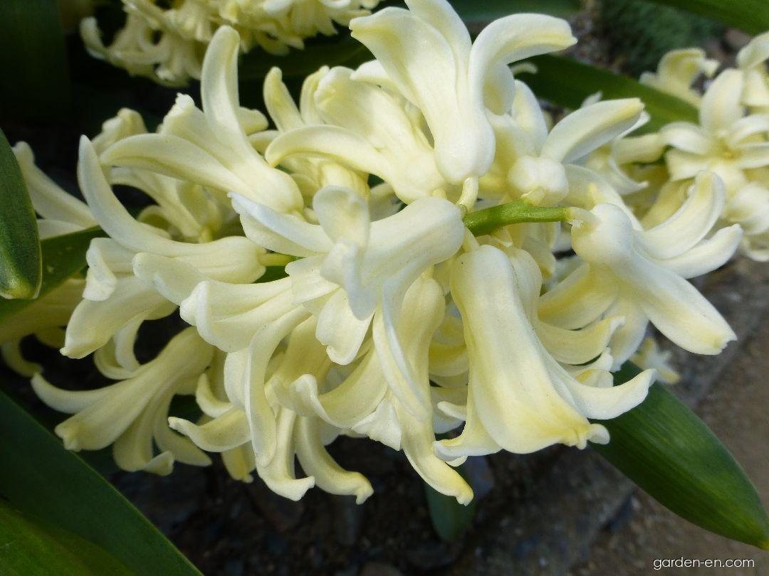 Hyacinthus orientalis City of Haarlem (Common Hyacinth) Hyacinthus orientalis City of Haarlem (Common Hyacinth)